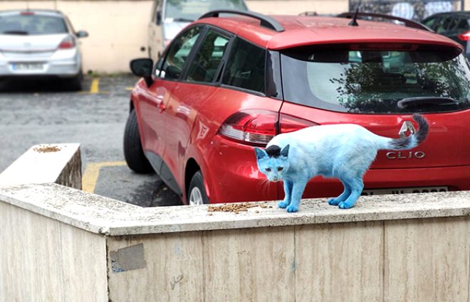 Mavi olan kediler, evrede bulunan vatandalar tarafndan da byk bir aknlkla izlendi. 
