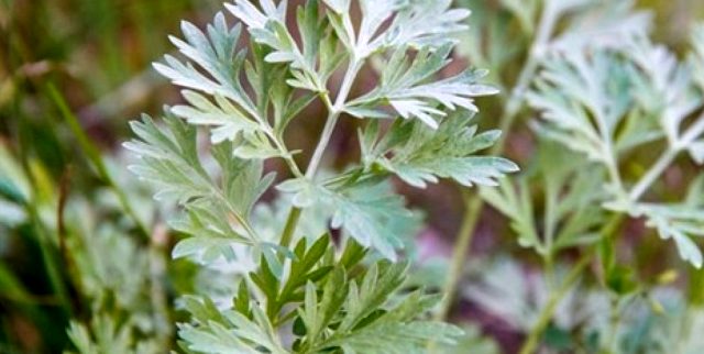 Pelin otu nedir, faydaları nelerdir? Artemisia bitkisi faydaları ve özellikleri nelerdir? Artemisia bitkisi, pelin otu koronavirüse çare mi?