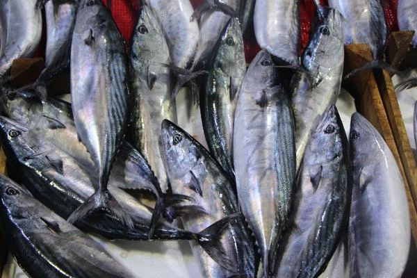 Ünlü gurme Vedat Milor, deniz ürünlerindeki tehlikeye dikkat çekti: Midye yemek, pil yemek gibidir